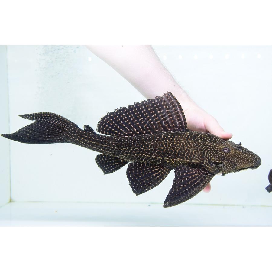 【数量限定アウトレット品】 ドラゴンボルダード　”パラナイーバ”　44cm 【VQ1921517518】(70000円)