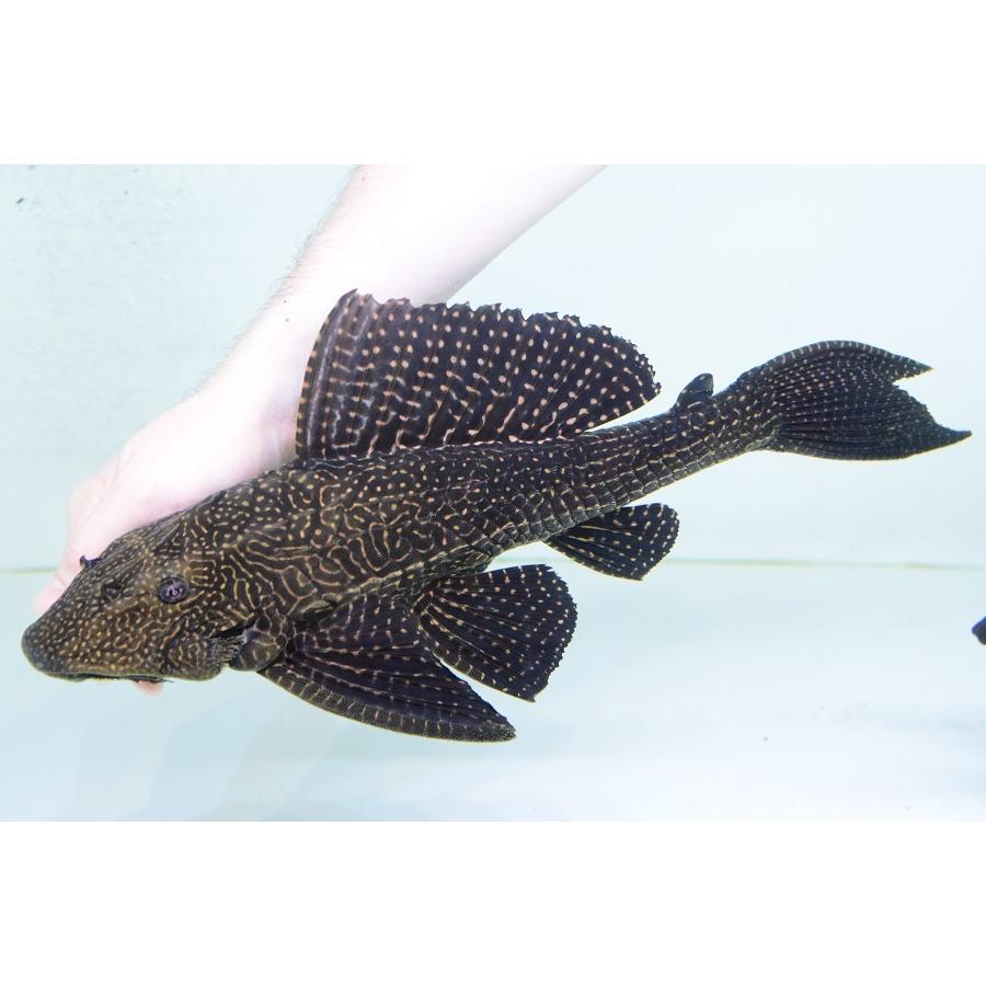 【数量限定アウトレット品】 ドラゴンボルダード　”パラナイーバ”　44cm 【VQ1921517518】(70000円)