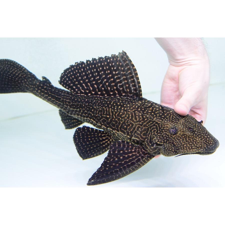 【数量限定アウトレット品】 ドラゴンボルダード　”パラナイーバ”　44cm 【VQ1921517518】(70000円)