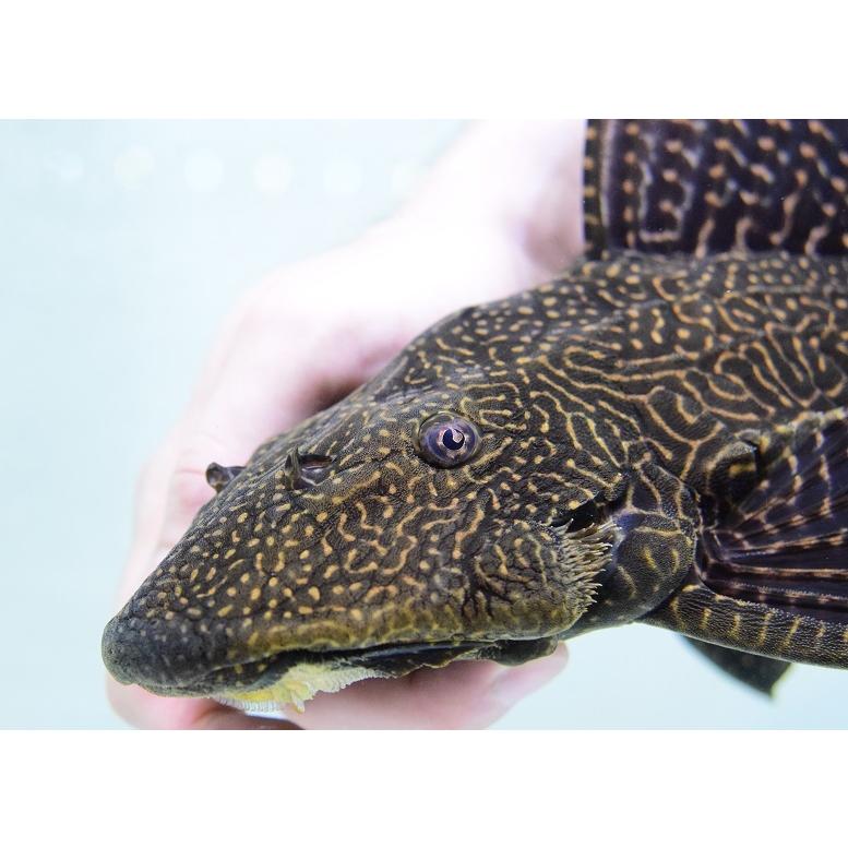 【数量限定アウトレット品】 ドラゴンボルダード　”パラナイーバ”　44cm 【VQ1921517518】(70000円)