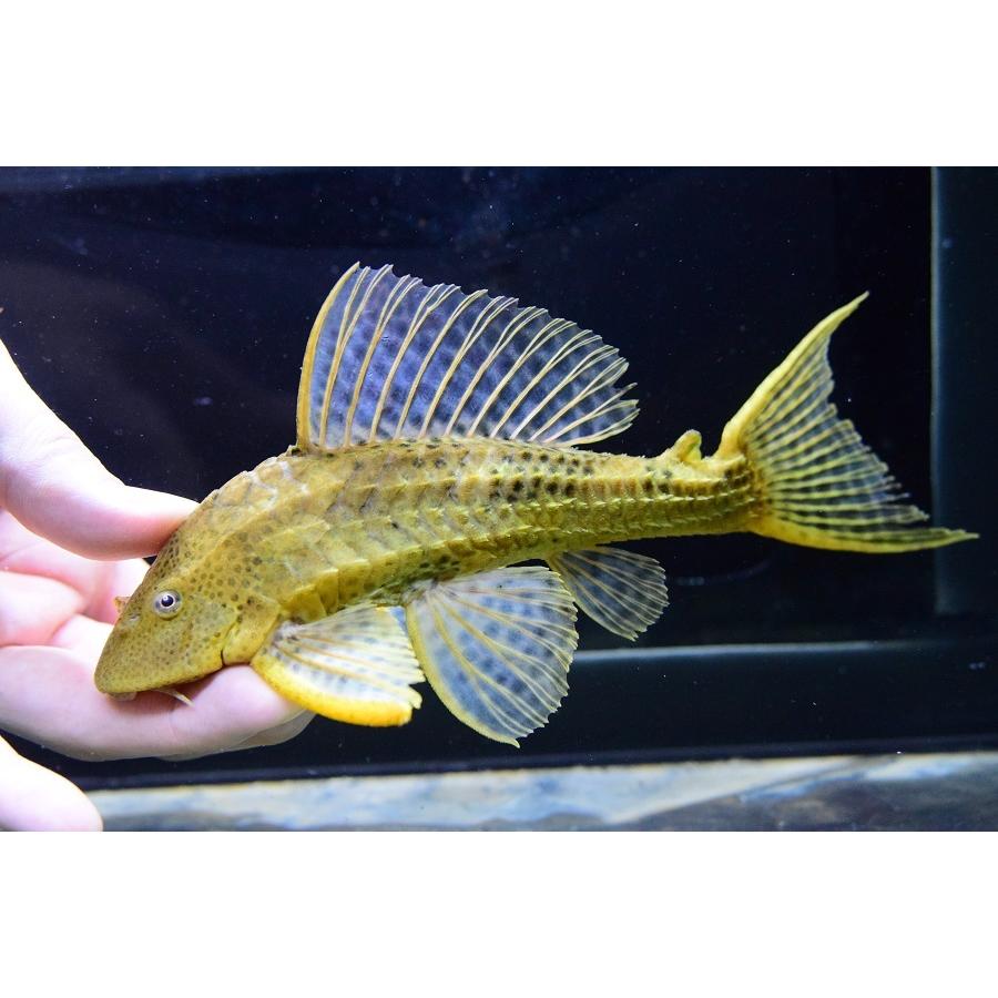 ゴールデンスパイニープレコ　”ペルー”　19cm