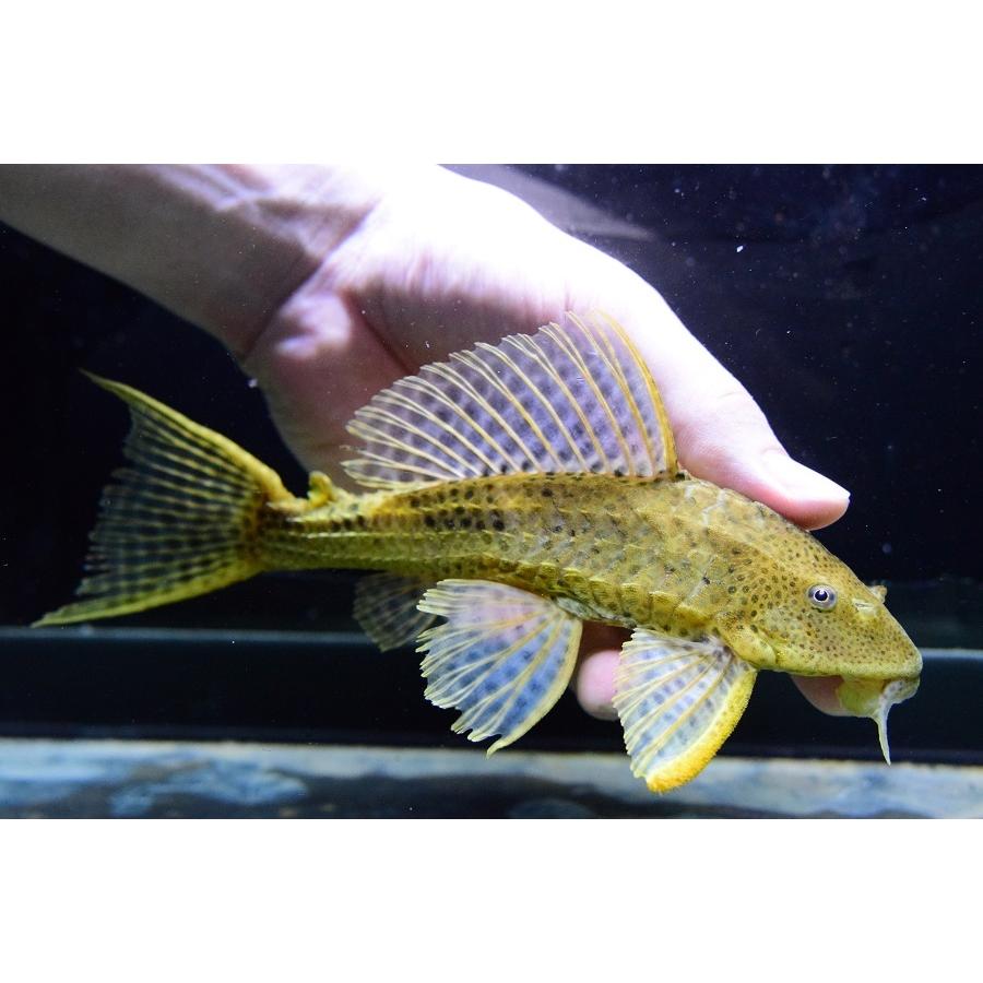 ゴールデンスパイニープレコ　”ペルー”　19cm 