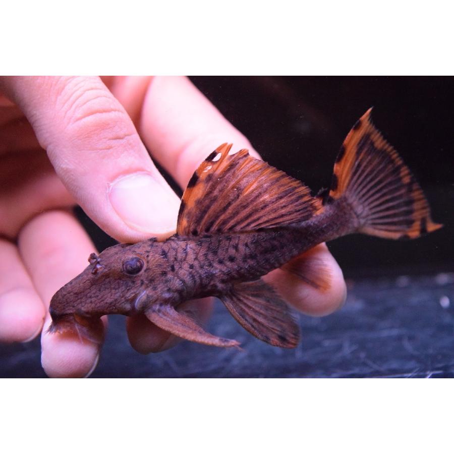 販売促進 ドラゴンフィンサタンプレコ コロンビア 9cm 購入特典 Steverotheram Com