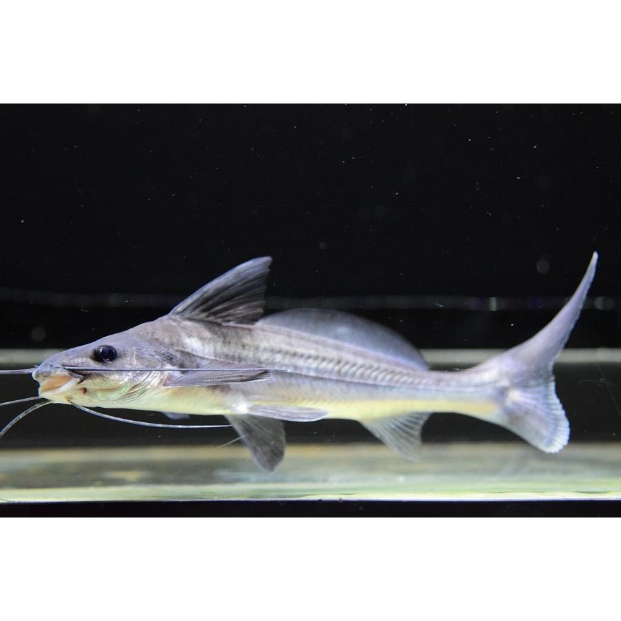 ちょっと難あり バルバード アラグアイア 15cm程 No 1 Sacat1300 World Rivers Net 通販 Yahoo ショッピング