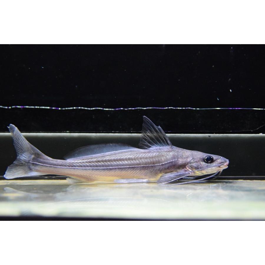 バルバード アラグアイア 14cm程 No 2 Sacat1301 World Rivers Net 通販 Yahoo ショッピング