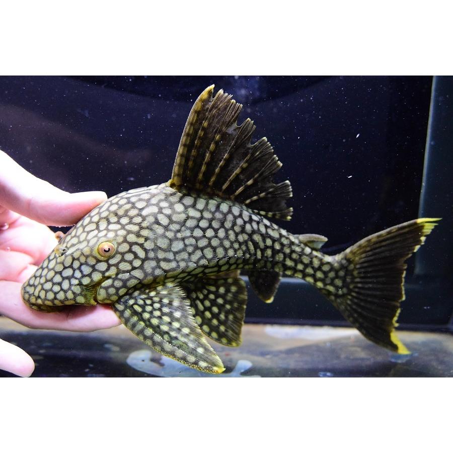 フルスポットロイヤルプレコ　”コロンビア”　22cm