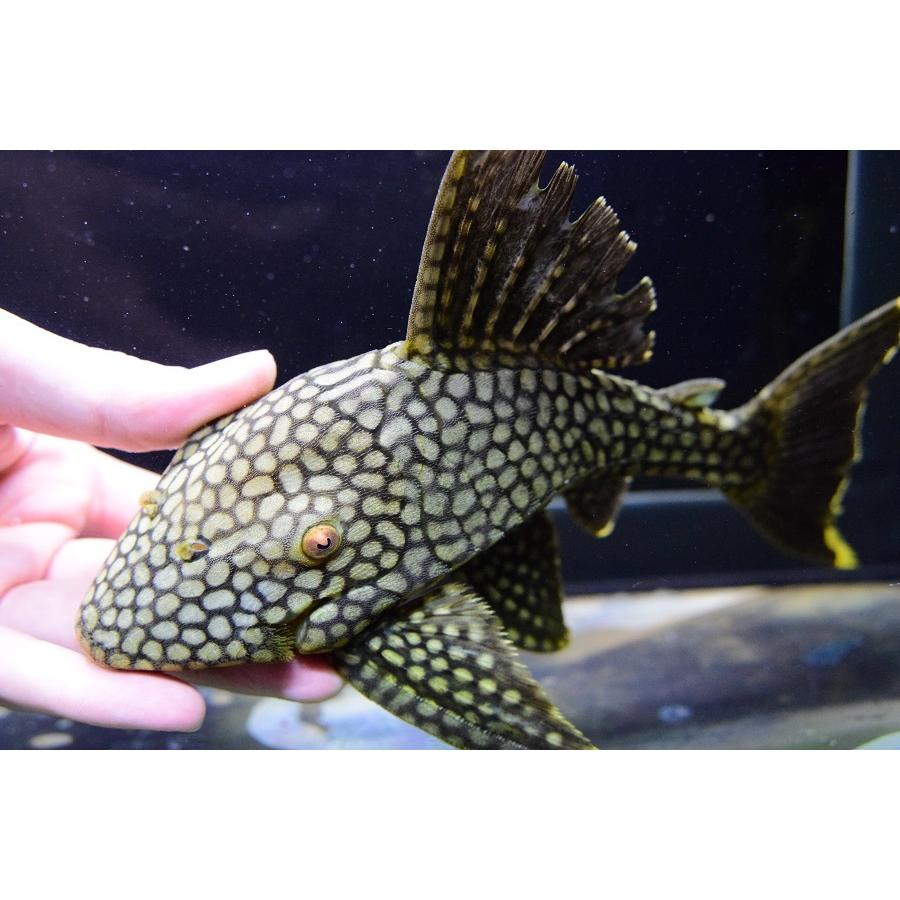 フルスポットロイヤルプレコ　”コロンビア”　22cm 