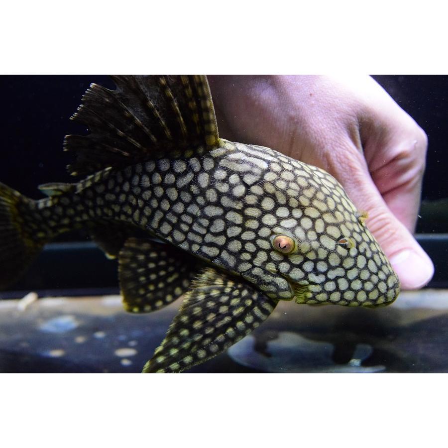 フルスポットロイヤルプレコ　”コロンビア”　22cm 