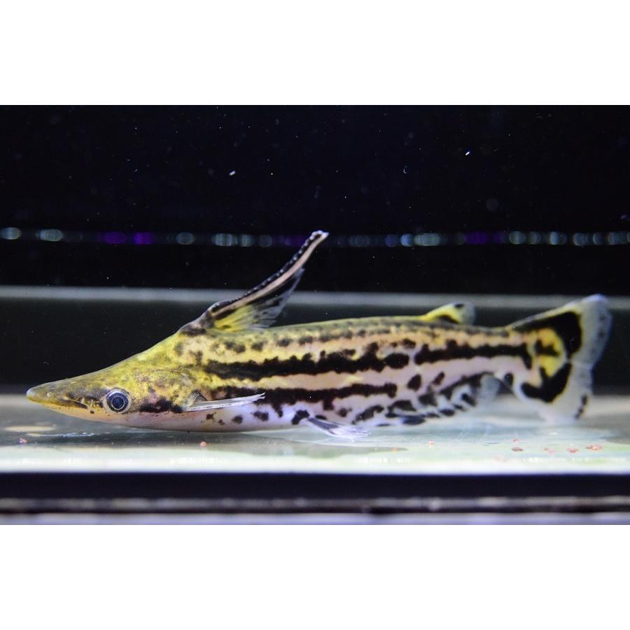 【ペア】マーブルドルフィンキャット　”アラウカ”　♂13cm　♀12-13cm