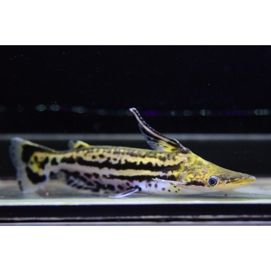 超特盛ミラクルプライス 【ペア】マーブルドルフィンキャット　”アラウカ”　♂13cm　♀12-13cm 【L2193009213】(14000円)