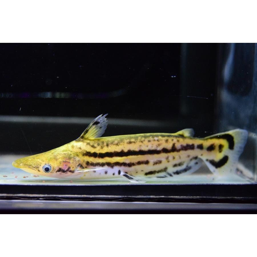 超特盛ミラクルプライス 【ペア】マーブルドルフィンキャット　”アラウカ”　♂13cm　♀12-13cm 【L2193009213】(14000円)