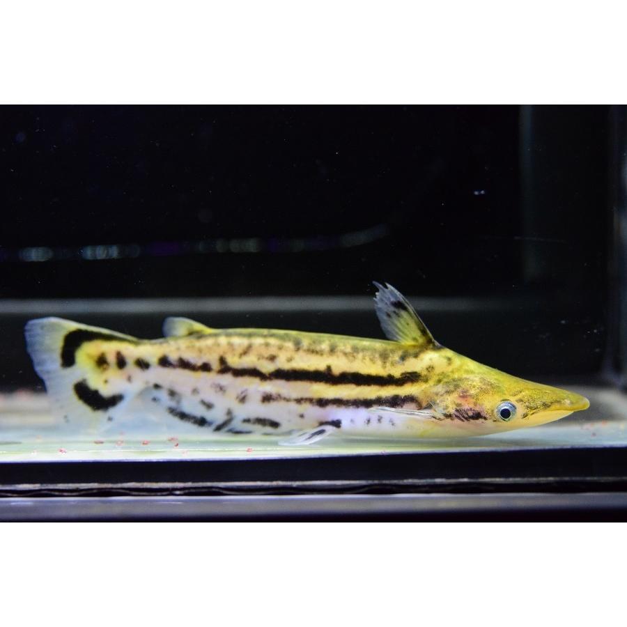 超特盛ミラクルプライス 【ペア】マーブルドルフィンキャット　”アラウカ”　♂13cm　♀12-13cm 【L2193009213】(14000円)