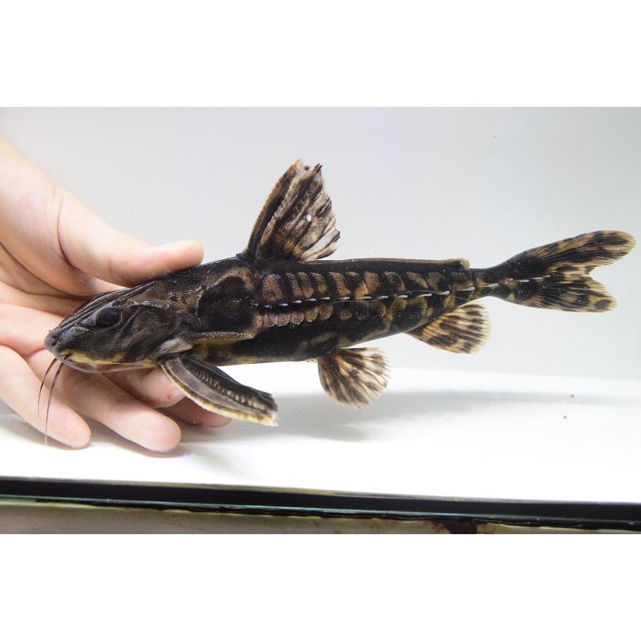 ホプロドラス ”パラナイーバ” 24-25cm No.1の画像