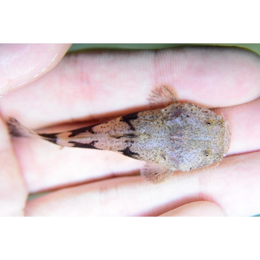 パカモン　”ブラジル/リオ サンフランシスコ”　6-7cm(39100円)