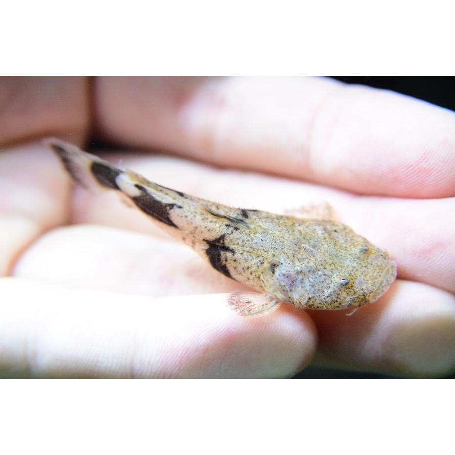 公式 グッズ パカモン　”ブラジル/リオ サンフランシスコ”　6-7cm 【UO1073304472】(39100円)