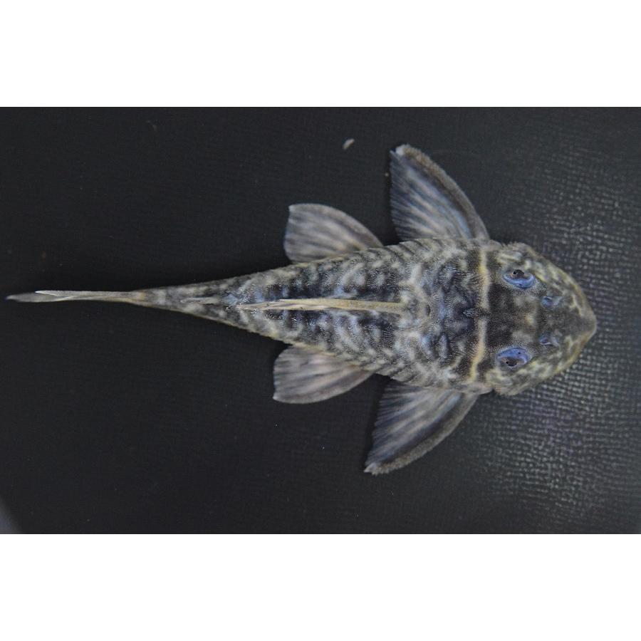 キャッツアイプレコ 極上 ”ブラジル/タパジョス川” 11.5cm No.5の画像