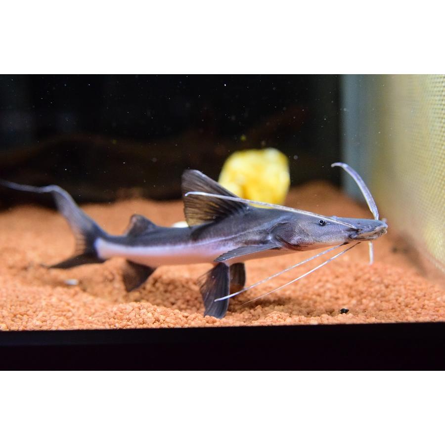 【値下げ中】 【ちょっと難あり】ゴスリニアキャット　”ペルー”　17-18cm 【C2107627155】(13455円)