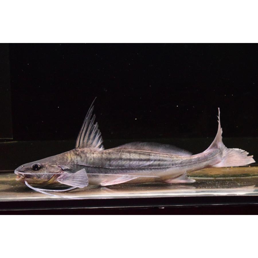 バルバード ペルー cm Sacat1 World Rivers Net 通販 Yahoo ショッピング