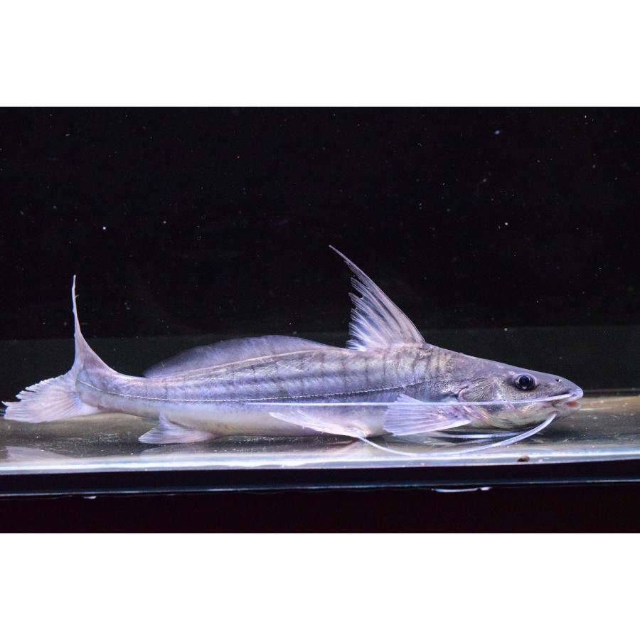 バルバード ペルー cm Sacat1 World Rivers Net 通販 Yahoo ショッピング