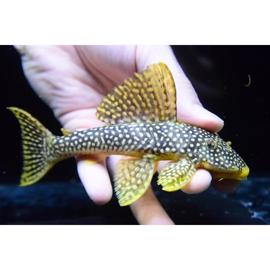 フラッシュゴールデンマグナム　”ブラジル/サンフェリックス”　14-15cm　No.1 