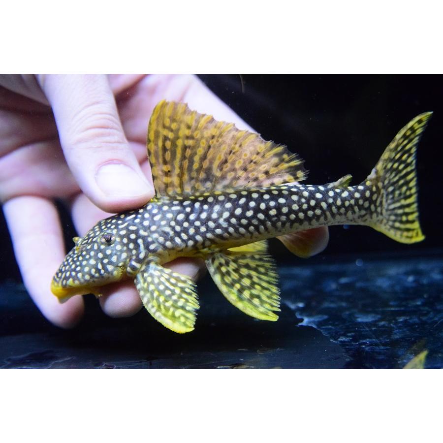 フラッシュゴールデンマグナム　”ブラジル/サンフェリックス”　14-15cm　No.1 