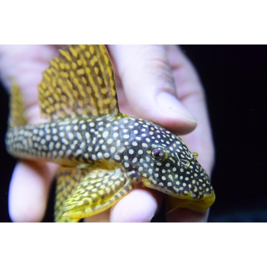 フラッシュゴールデンマグナム　”ブラジル/サンフェリックス”　14-15cm　No.1 