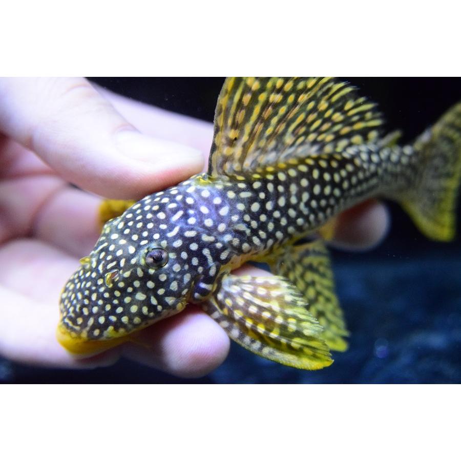 フラッシュゴールデンマグナム　”ブラジル/サンフェリックス”　14-15cm　No.1 