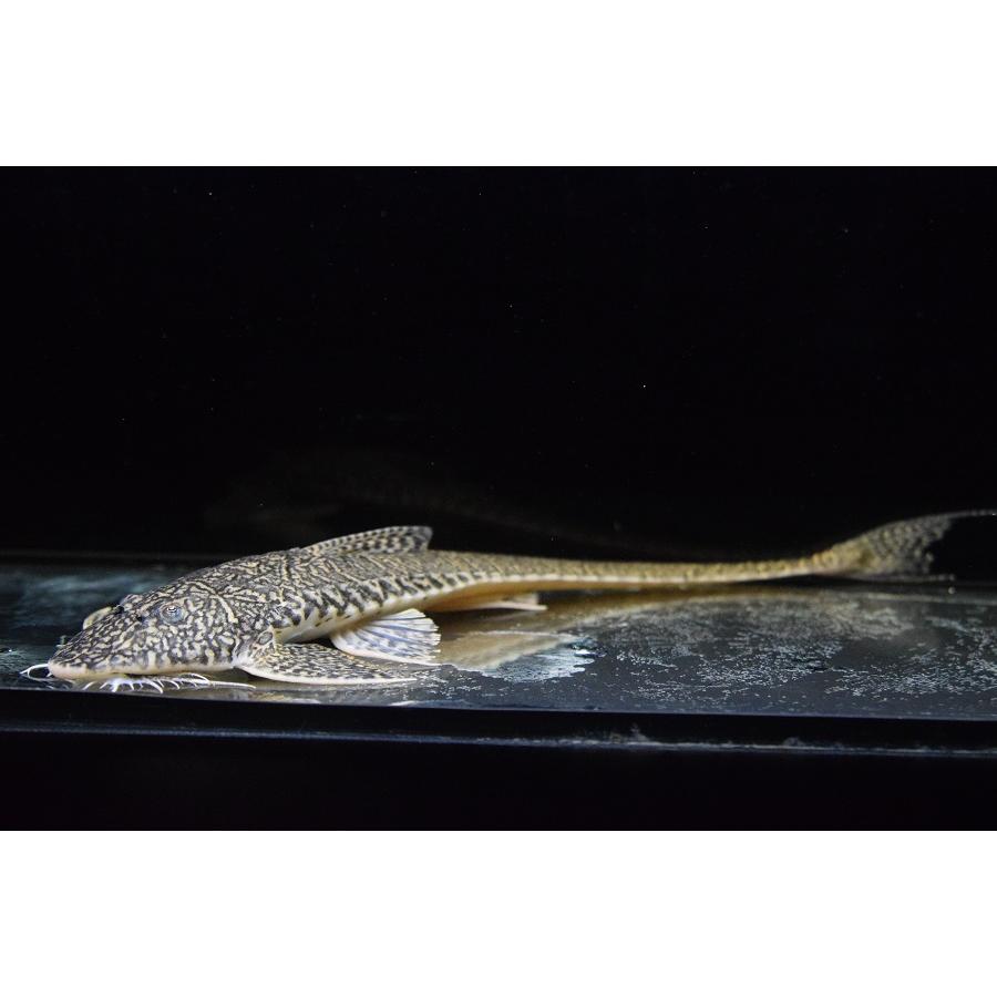 ◇小川以久男「エウロペ」油彩F15号裸婦ギリシャ神話 安田火災賞◇