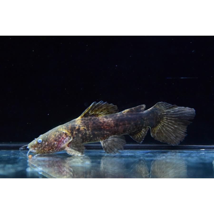 [大特価] ブルドッグジャウー　”ブラジル/テレスピレス川”　10cm 【W2377826038】(15180円)