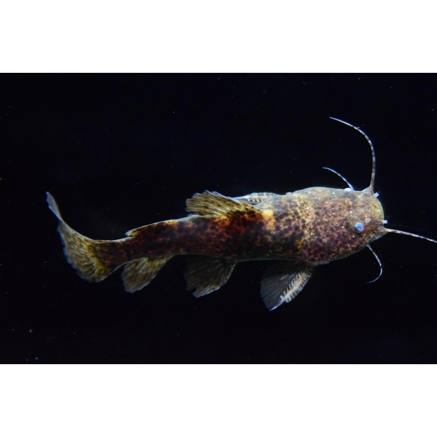 [大特価] ブルドッグジャウー　”ブラジル/テレスピレス川”　10cm 【W2377826038】(15180円)