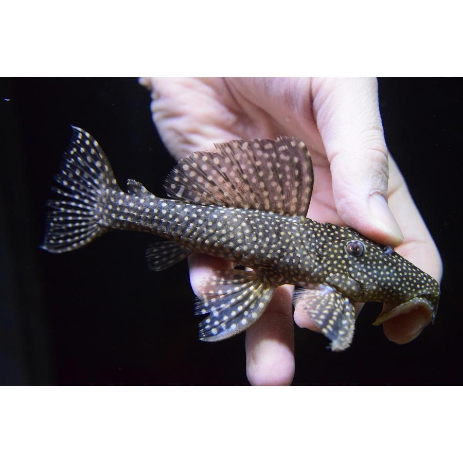 ドラゴンスタークラウン ”ブラジル/ダスモルティス川” 14.5cm No.3の画像