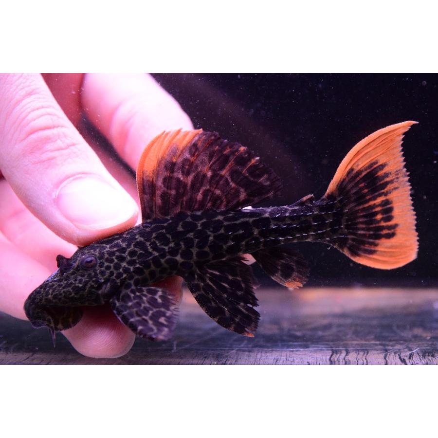 ローライマオレンジフィンレオパードトリム　”ローライマ”　9-10cm