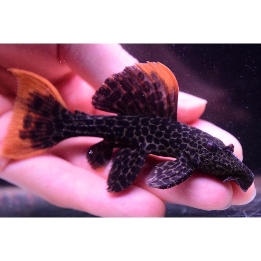 【即購入⭕️】 ローライマオレンジフィンレオパードトリム　”ローライマ”　9-10cm 【VQL2233557071】(14259円)