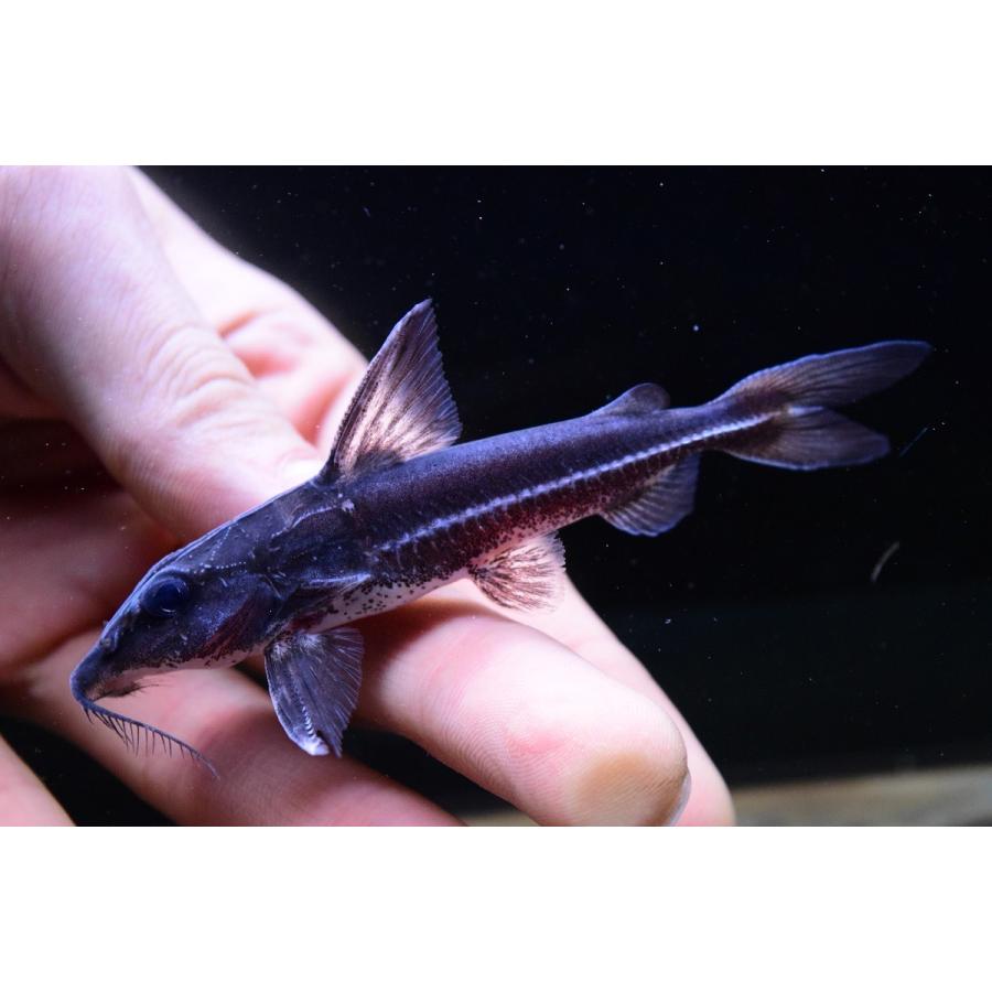 ブラックフィン・コンコルドキャット ”アマゾン川” 910cm sacat216 WORLD RIVERS net 通販