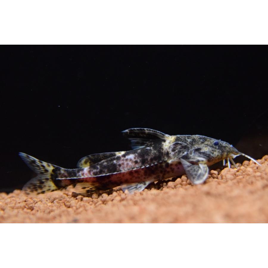 マーブルドラス ”コロンビア/バウペス川ミトゥ” 7.5cmの画像