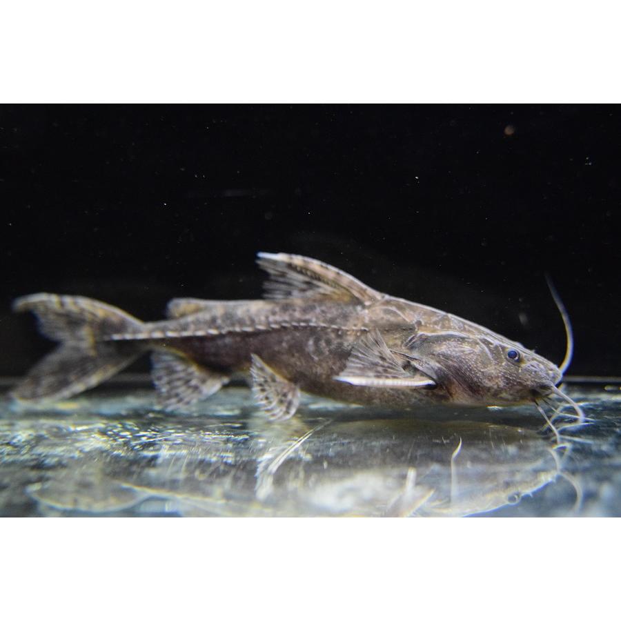 ボドワード ”ブラジル/プルス水系タパウア” 12cm程の画像