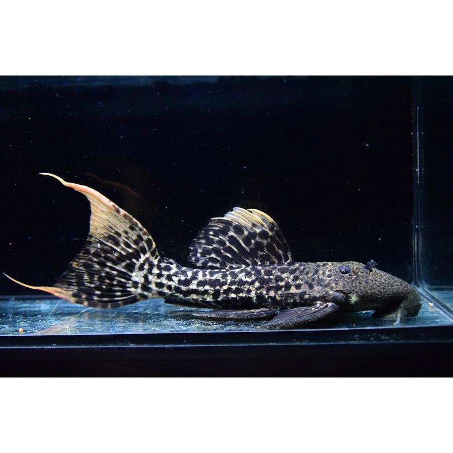タイタニックトリム ”ブラジル/タパジョス川” 21-22cmの画像