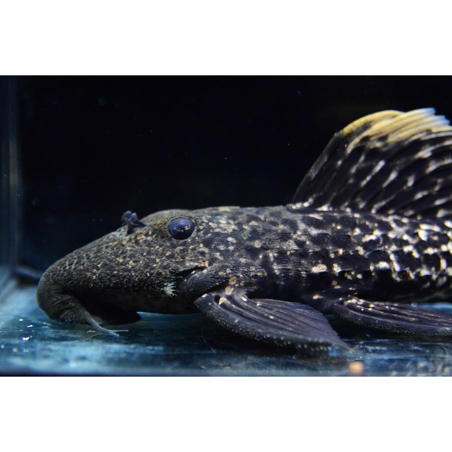 タイタニックトリム ”ブラジル/タパジョス川” 21-22cmの画像