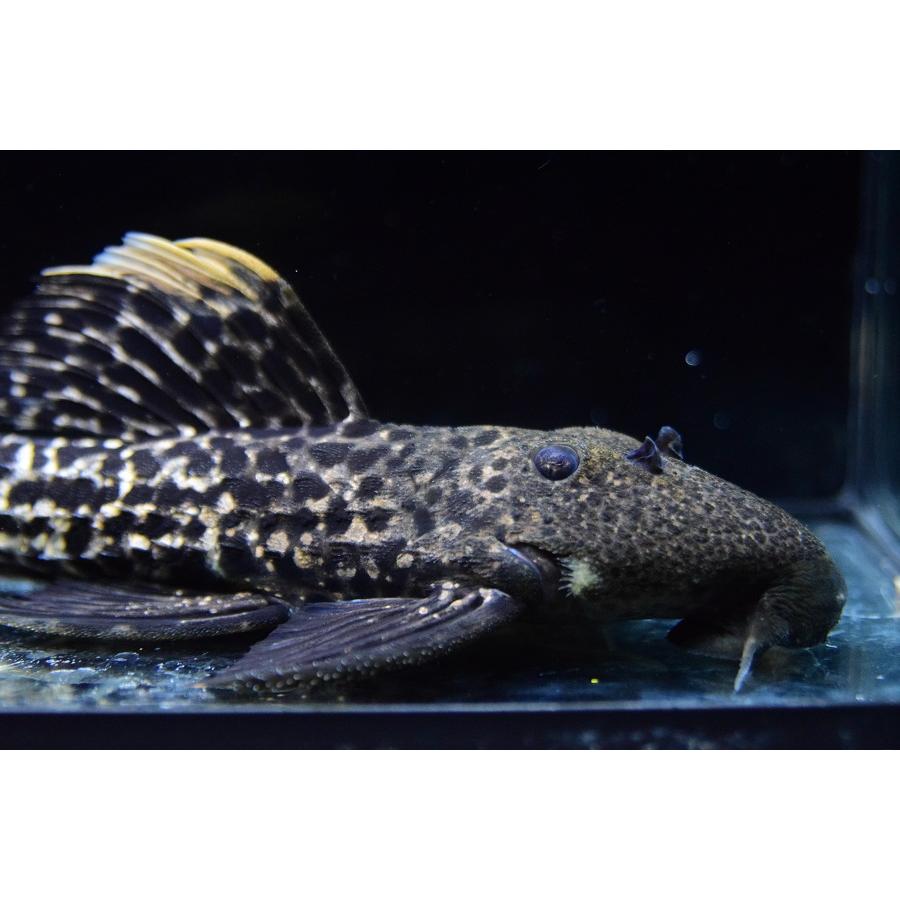 タイタニックトリム ”ブラジル/タパジョス川” 21-22cmの画像