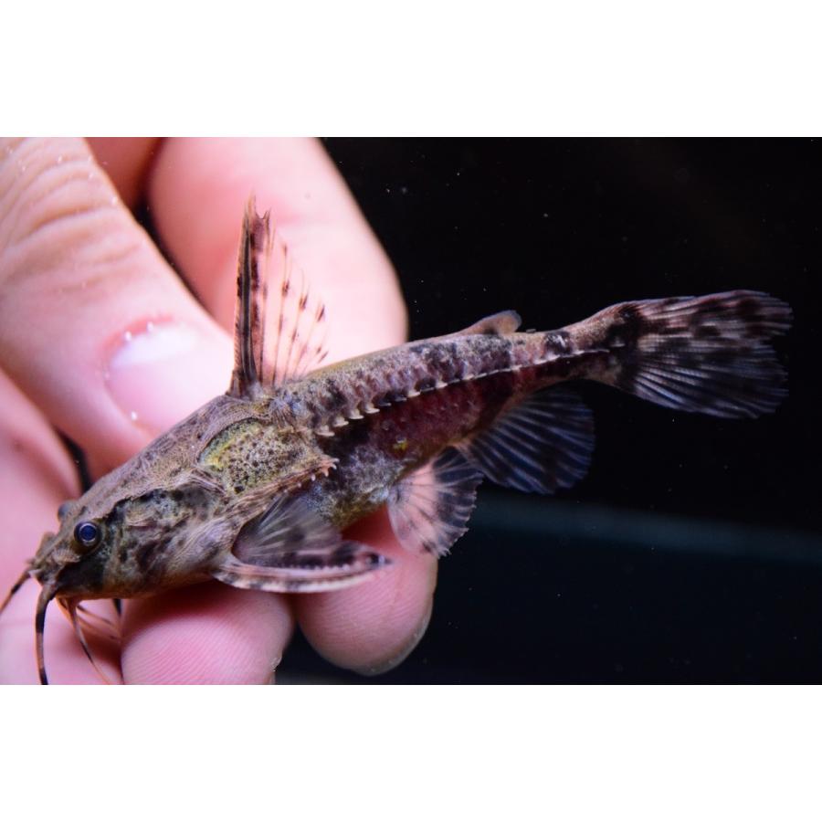 アストロドラス　”タパジョス”　6.5-7cm　Ｂ個体