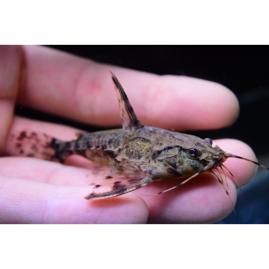 アストロドラス　”タパジョス”　6.5-7cm　Ｂ個体 