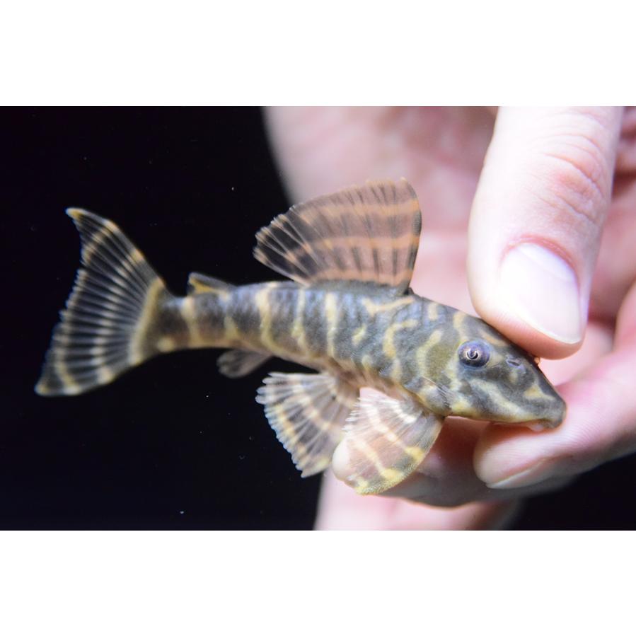 スリナムレッドペコルティア ”スリナム/コランタイン川” 8.5-9cm  No.2の画像
