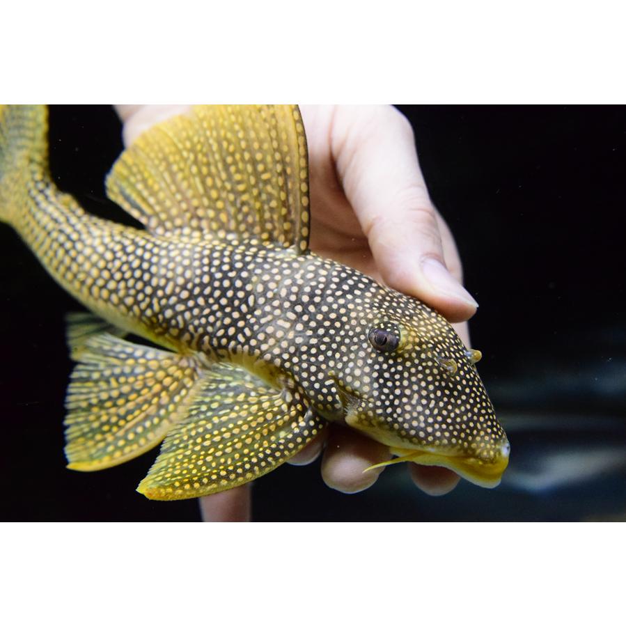 ゴールドエッジマグナム ”ブラジル/シングー川” 24-25cmの画像