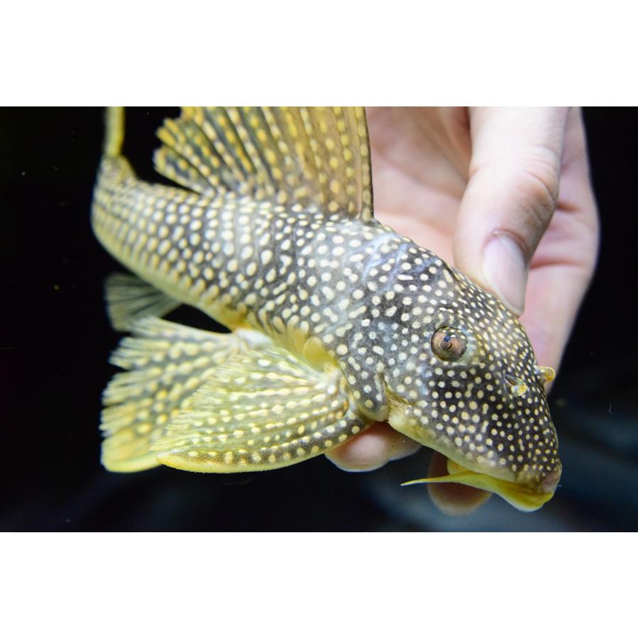 ゴールドエッジマグナム ”ブラジル/シングー川” 23cmの画像