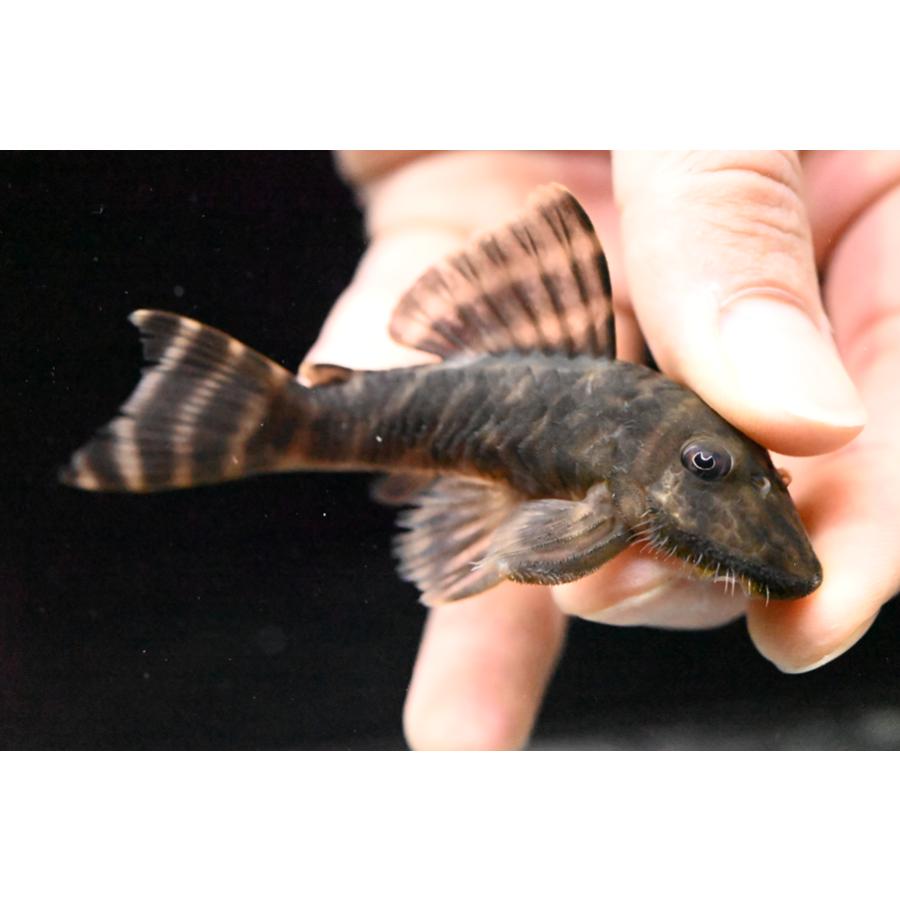 プセウドアンキストルス・クインティ スリナム コペナム川 9cmの画像