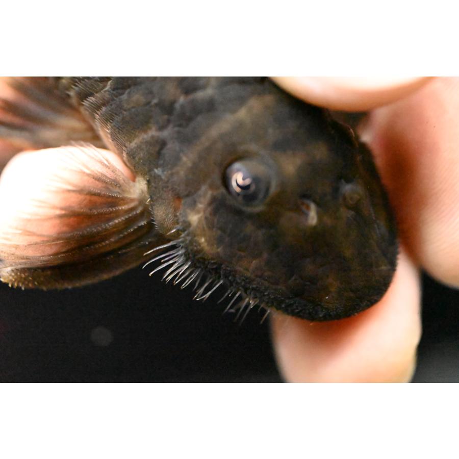 プセウドアンキストルス・クインティ スリナム コペナム川 9cmの画像