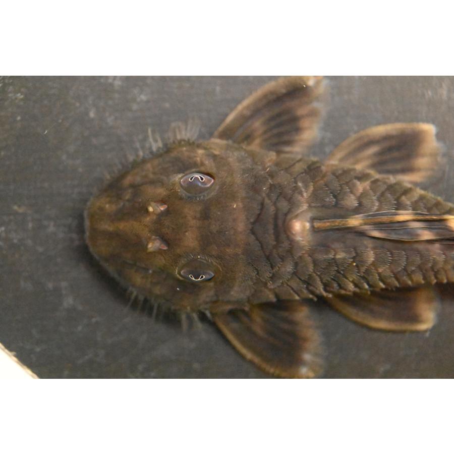 プセウドアンキストルス・クインティ スリナム コペナム川 9cmの画像