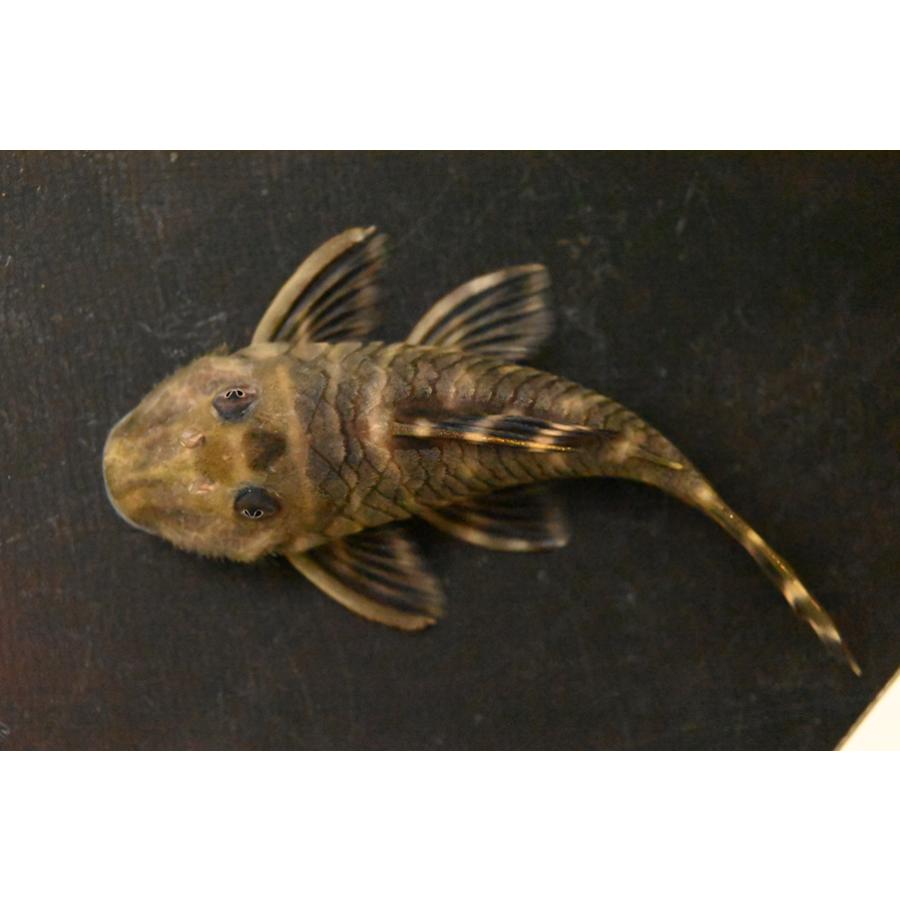 プセウドアンキストルス・クインティ スリナム コペナム川 8.5cmの画像