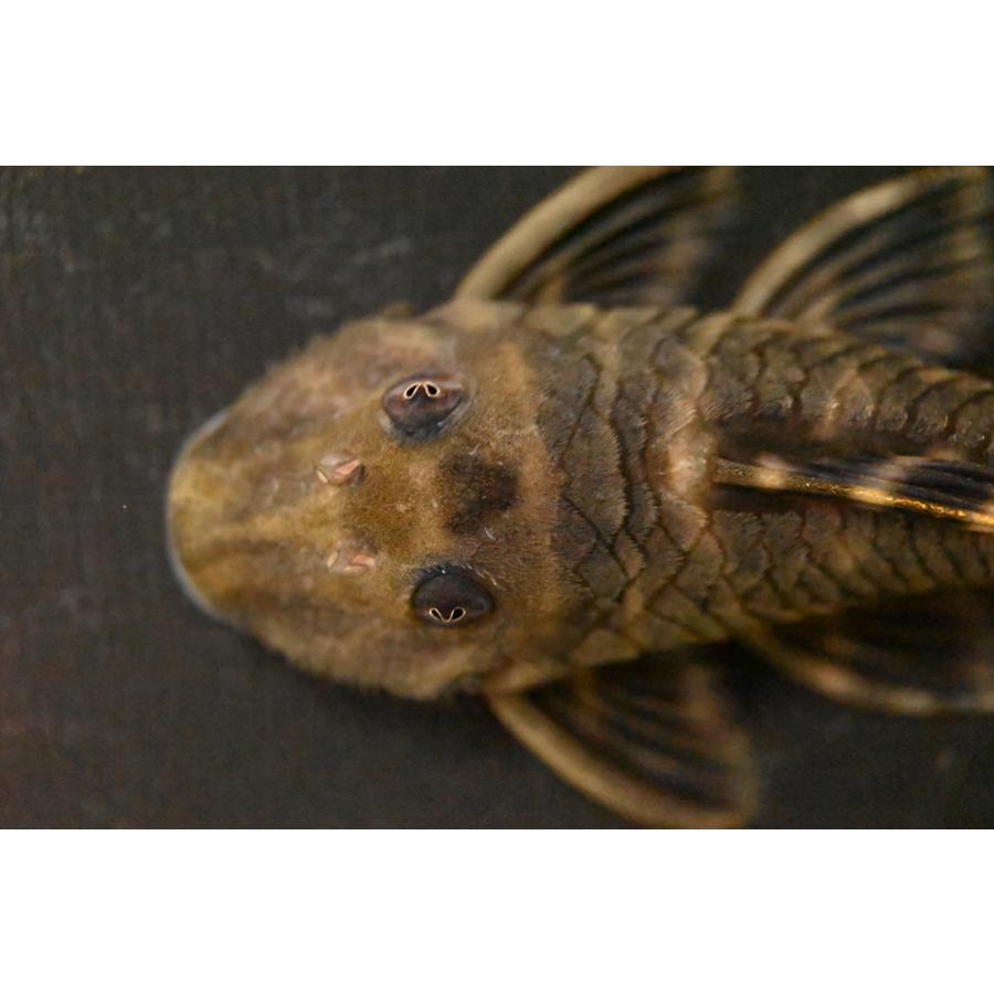 プセウドアンキストルス・クインティ スリナム コペナム川 8.5cmの画像