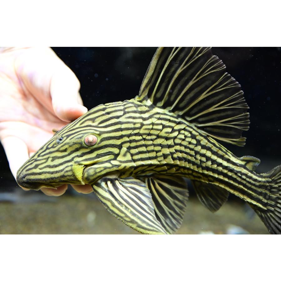 オレンジロイヤルプレコ？ ”ブラジル/アラグアイア川” 27cmの画像